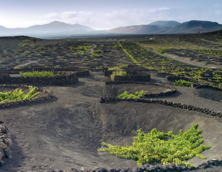 Los Vinos de Lanzarote continúan triunfando