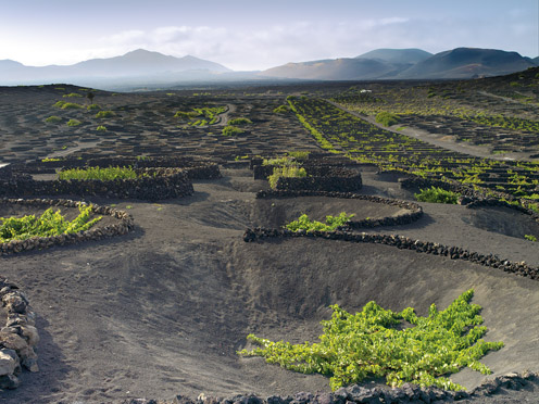 Los Vinos de Lanzarote continúan triunfando