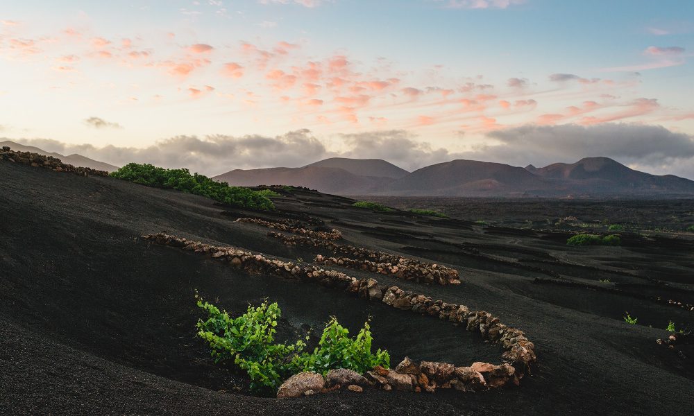 Vinos de Lanzarote suma trece nuevos galardones