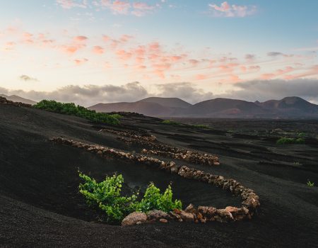 Vinos de Lanzarote suma trece nuevos galardones