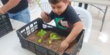 Talleres infantiles para promover los huertos en las azoteas de Arrecife