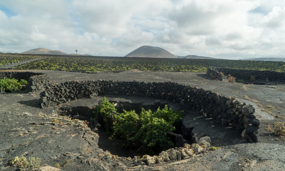 La Vendimia en Lanzarote Inicia con la Cosecha de Syrah