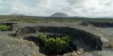La Vendimia en Lanzarote Inicia con la Cosecha de Syrah