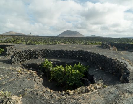 La Vendimia en Lanzarote Inicia con la Cosecha de Syrah
