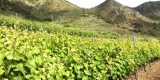 Plataforma Tecnológica del Vino