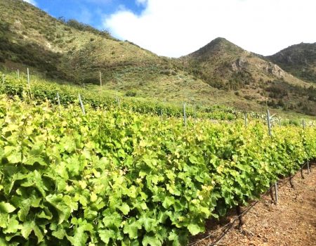 Plataforma Tecnológica del Vino