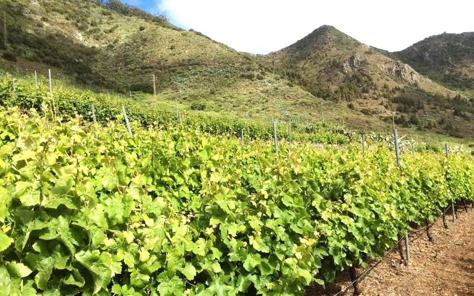 Plataforma Tecnológica del Vino