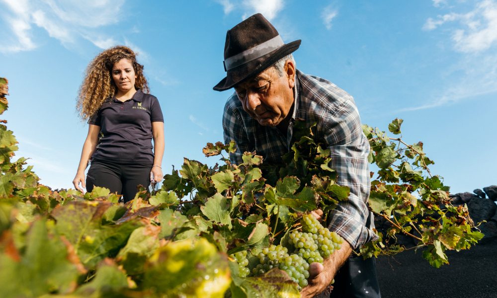 Vendimia de Invierno: Un Gran Vino Resiliente Frente al Cambio Climático