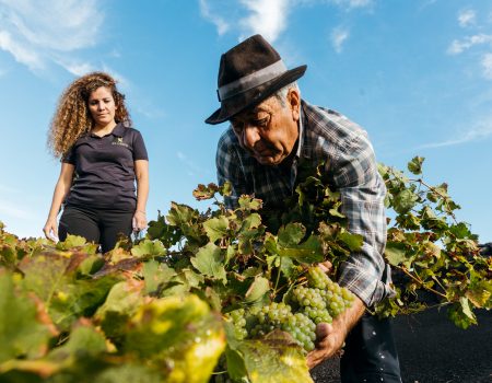 Vendimia de Invierno: Un Gran Vino Resiliente Frente al Cambio Climático