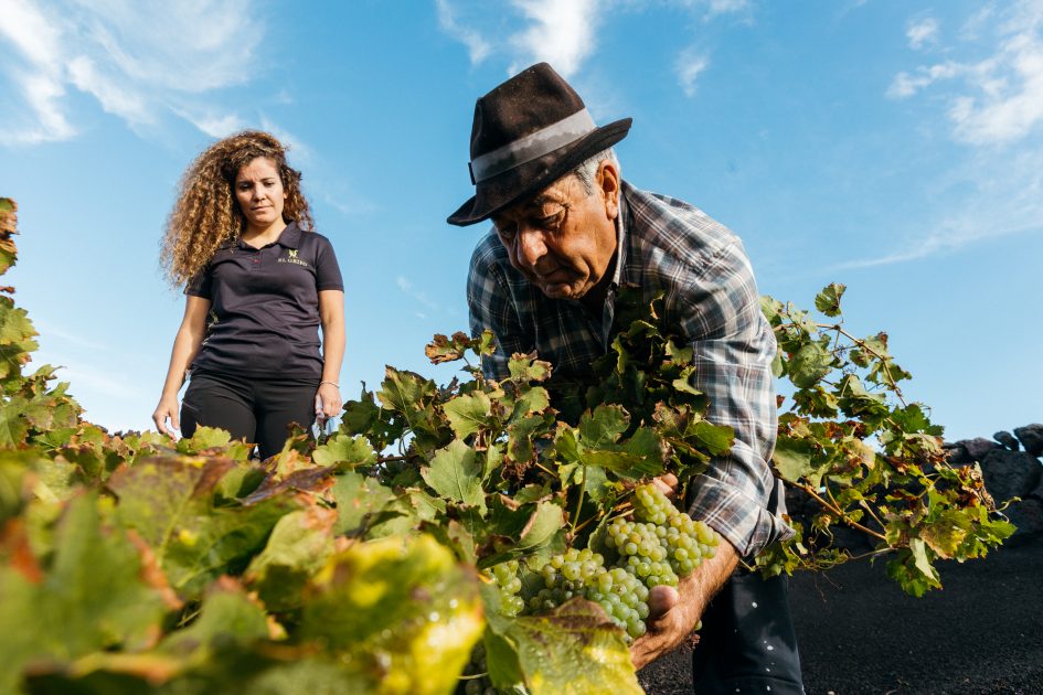 Vendimia de Invierno: Un Gran Vino Resiliente Frente al Cambio Climático