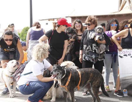 Teguise impulsa una campaña de concienciación animal para el verano