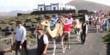 La Geria celebra su vendimia tradicional el jueves 15 de agosto