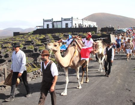 La Geria celebra su vendimia tradicional el jueves 15 de agosto