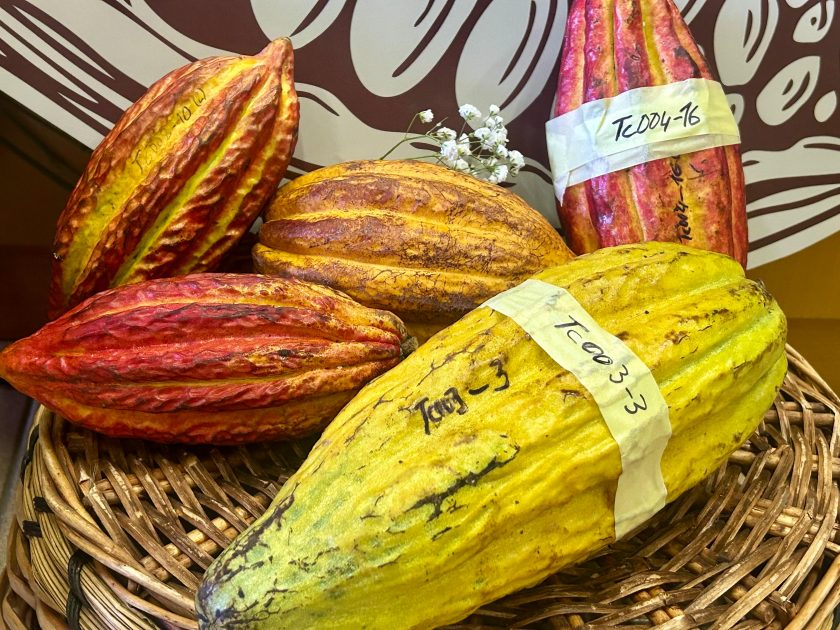 El cacao de Canarias,