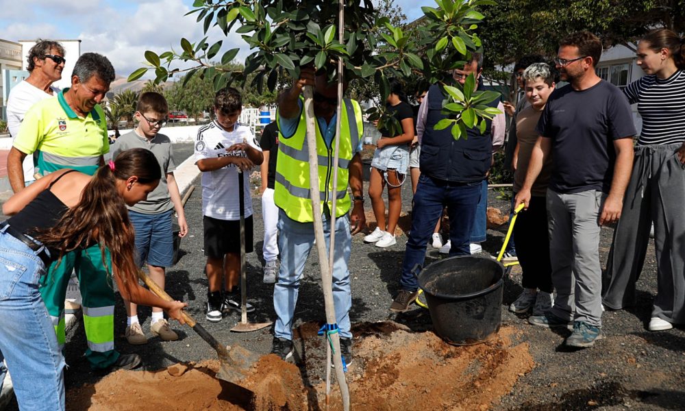 Plantación de tarajales y ficus en el IES Tías