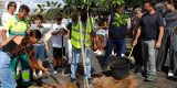 Plantación de tarajales y ficus en el IES Tías