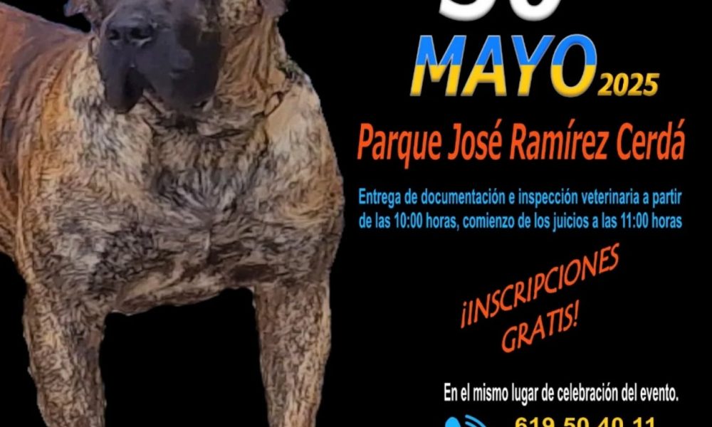 Presa Canario en Lanzarote,