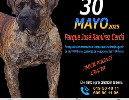Presa Canario en Lanzarote,