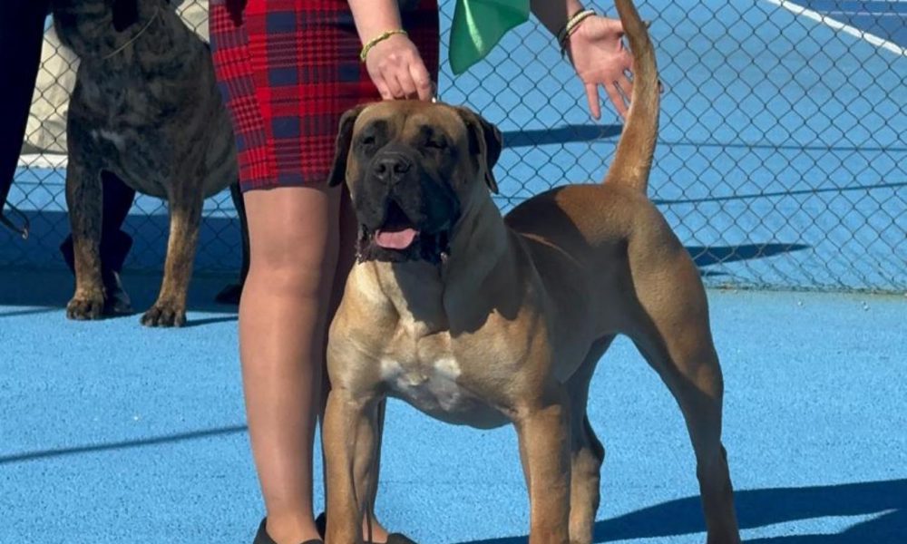 🏆La conejera Amiga, hembra de presa canario, se proclama campeona absoluta de belleza en España. Propiedad de Laureano Álvarez – Lanzarote