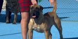 🏆La conejera Amiga, hembra de presa canario, se proclama campeona absoluta de belleza en España. Propiedad de Laureano Álvarez – Lanzarote