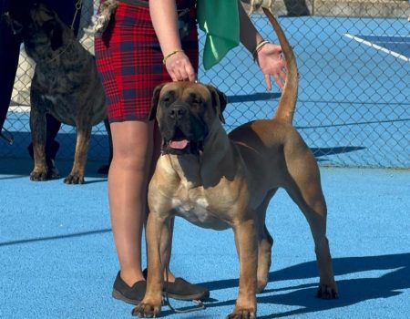 🏆La conejera Amiga, hembra de presa canario, se proclama campeona absoluta de belleza en España. Propiedad de Laureano Álvarez – Lanzarote