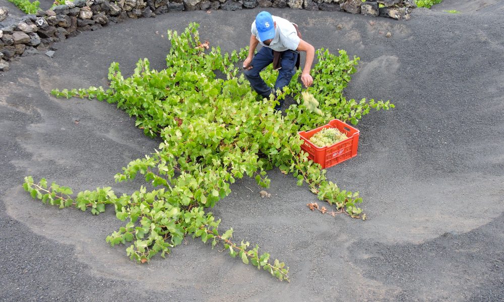 Los vinos con Denominación de Origen Lanzarote consolidan su prestigio en los Decanter de Londres. Foto: Consejo Regulador.