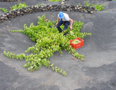 Los vinos con Denominación de Origen Lanzarote consolidan su prestigio en los Decanter de Londres. Foto: Consejo Regulador.