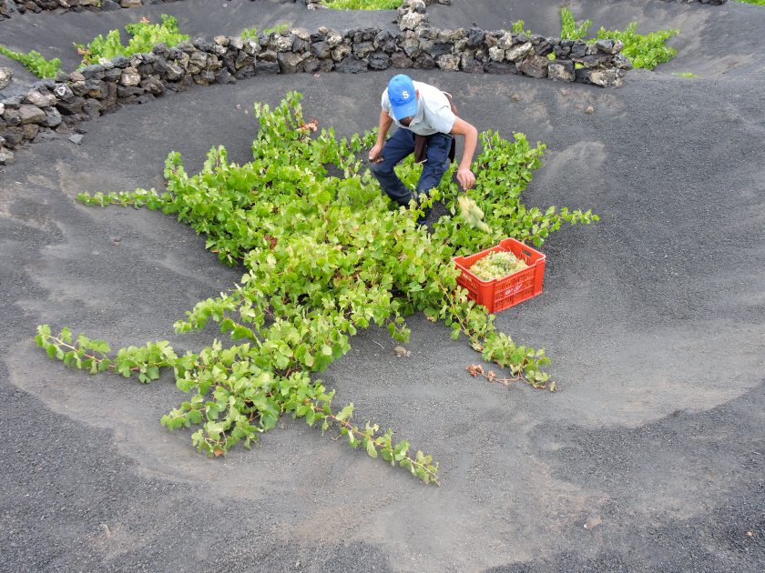 Comienza la vendimia 2025 en Lanzarote