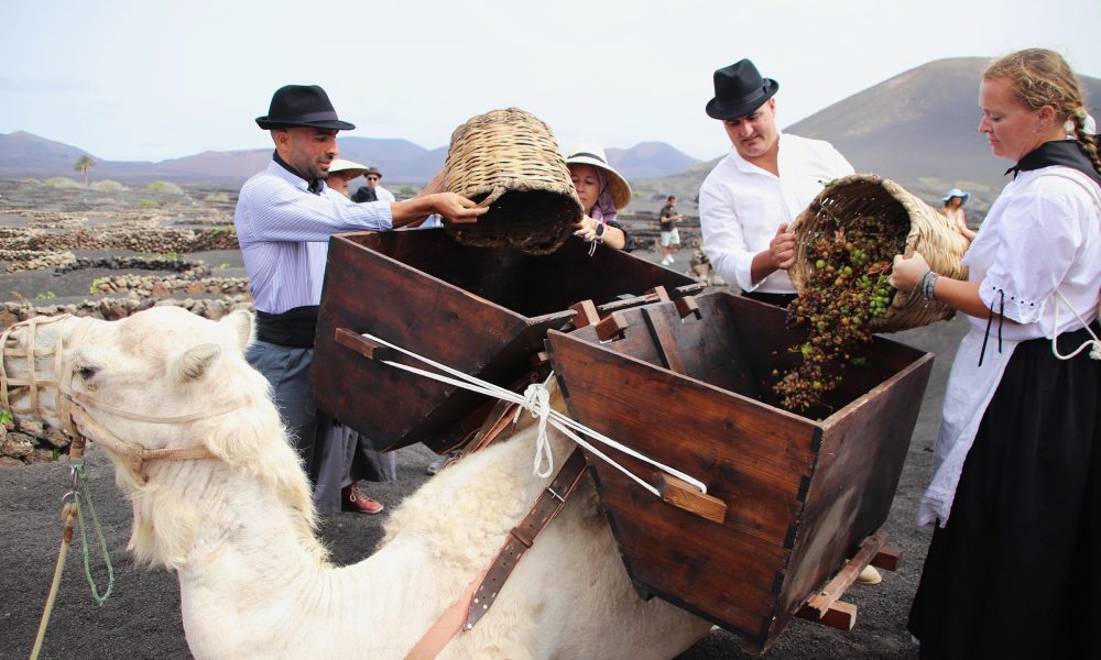 La vendimia tradicional de La Geria