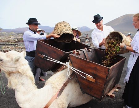 La vendimia tradicional de La Geria