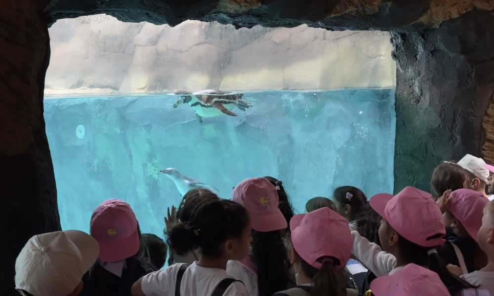 Rancho Texas Park impulsa en Lanzarote el proyecto europeo “Escuelas Azules”