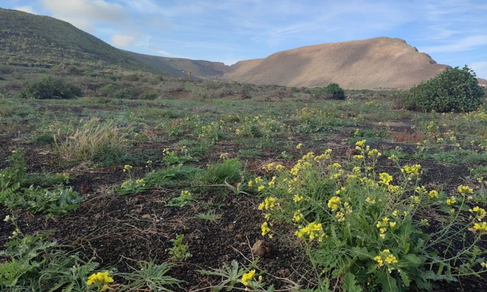 La Reserva de la Biosfera organiza un paseo botánico sobre los usos de las yerbas en Lanzarote el próximo sábado 11 de abril