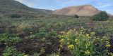 La Reserva de la Biosfera organiza un paseo botánico sobre los usos de las yerbas en Lanzarote el próximo sábado 11 de abril