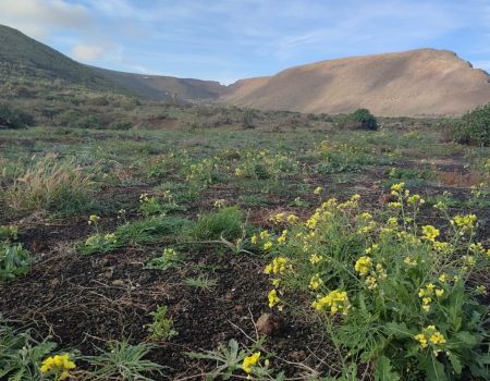 La Reserva de la Biosfera organiza un paseo botánico sobre los usos de las yerbas en Lanzarote el próximo sábado 11 de abril
