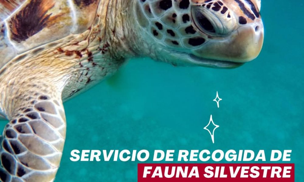 Teléfono de rescate de fauna en Lanzarote: 112 (disponible 24 horas) O llamar al teléfono específico: 696 733 177.