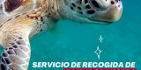 Teléfono de rescate de fauna en Lanzarote: 112 (disponible 24 horas) O llamar al teléfono específico: 696 733 177.