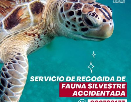 Teléfono de rescate de fauna en Lanzarote: 112 (disponible 24 horas) O llamar al teléfono específico: 696 733 177.