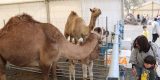 Feria Insular de Ganado de Uga 2026