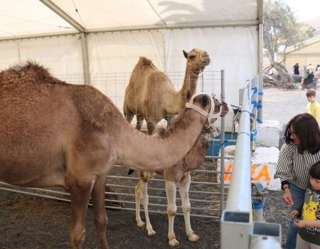 Feria Insular de Ganado de Uga 2026