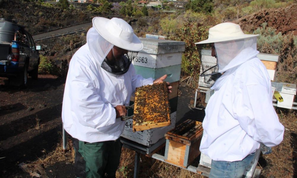 Técnico apícola mostrando un pequeño núcleo de cría con abejas obreras y una reina de raza negra canaria en la Granja Experimental de Lanzarote.