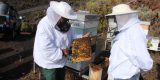 Técnico apícola mostrando un pequeño núcleo de cría con abejas obreras y una reina de raza negra canaria en la Granja Experimental de Lanzarote.