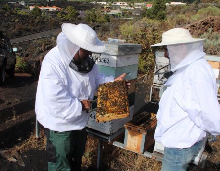 Técnico apícola mostrando un pequeño núcleo de cría con abejas obreras y una reina de raza negra canaria en la Granja Experimental de Lanzarote.