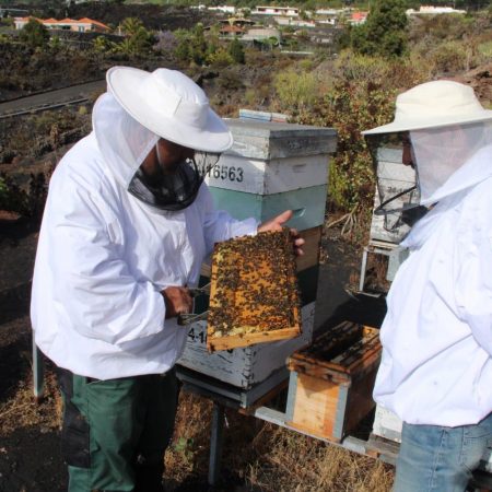 Técnico apícola mostrando un pequeño núcleo de cría con abejas obreras y una reina de raza negra canaria en la Granja Experimental de Lanzarote.
