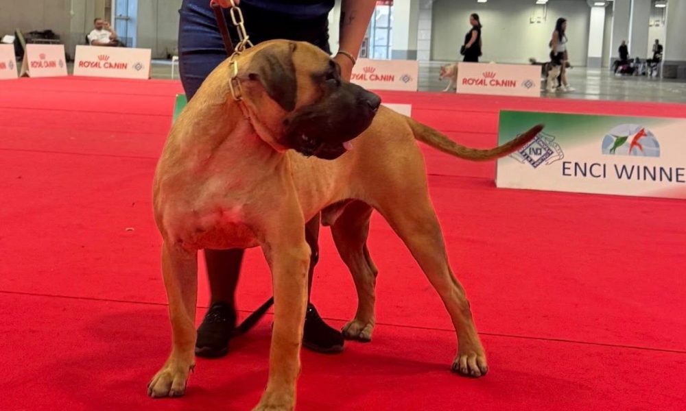 presa-canario-de-lanzarote-2026.jpg