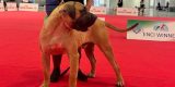 presa-canario-de-lanzarote-2026.jpg