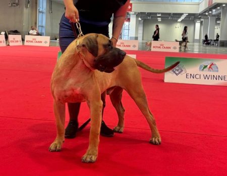 presa-canario-de-lanzarote-2026.jpg