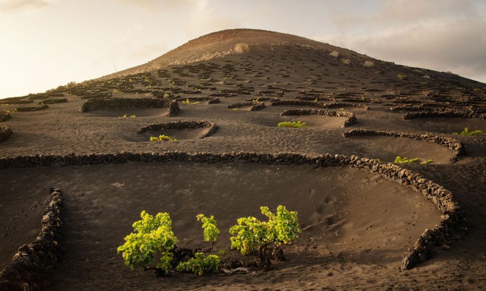 Vinos de Lanzarote