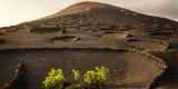 Vinos de Lanzarote