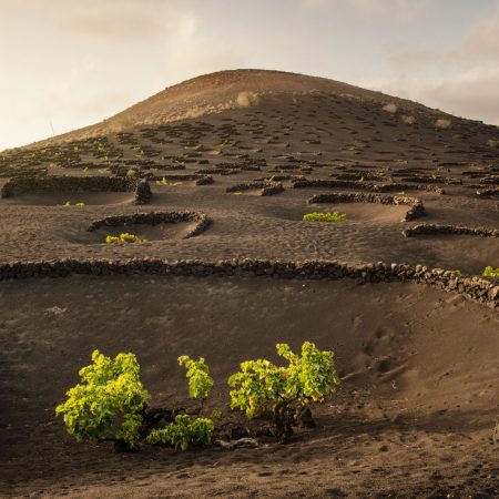 Vinos de Lanzarote