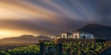 Paisaje de viñedos en hoyos de ceniza volcánica en La Geria con la bodega al fondo.